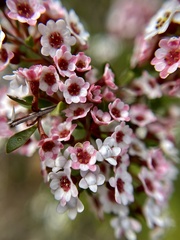 Thryptomene calycina