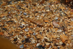 Pomatoschistus pictus