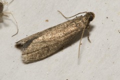 Eccopisa effractella