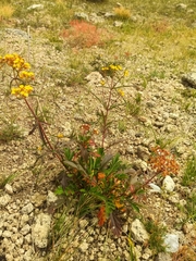 Patrinia rupestris