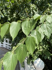Pteroceltis tatarinowii