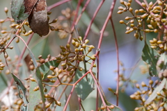 Eucalyptus polyanthemos
