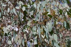 Eucalyptus polyanthemos