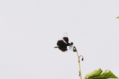 Rhyothemis fuliginosa