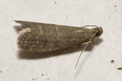 Eccopisa effractella