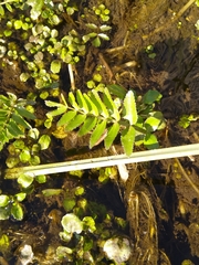 Thuidium