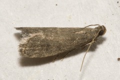 Eccopisa effractella