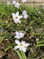 Ipheion uniflorum