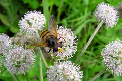 Volucella inanis