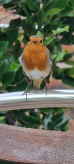 Erithacus rubecula