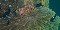 Dascyllus trimaculatus