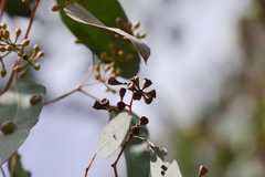 Eucalyptus polyanthemos