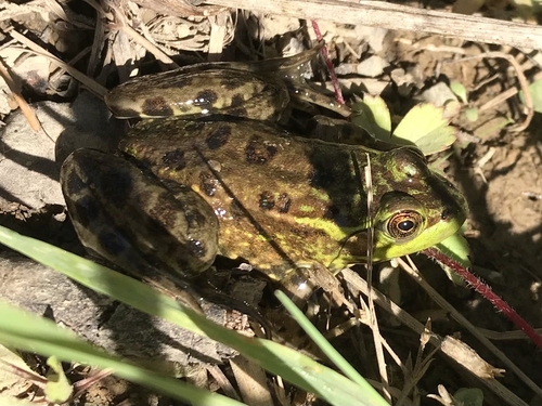 Mink Frog (Lithobates septentrionalis), a species recorded in Wisconsin