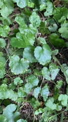 Glechoma hederacea