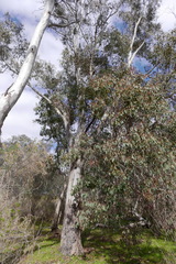 Eucalyptus polyanthemos