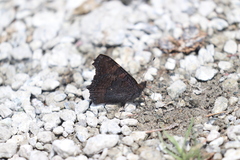 Aglais urticae chinensis