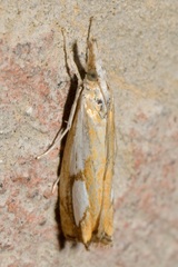 Catoptria pinella
