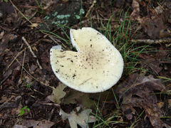 Amanita pubescens