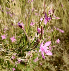 Chamaenerion dodonaei