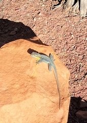 Ctenophorus modestus