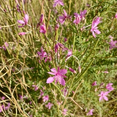 Chamaenerion dodonaei