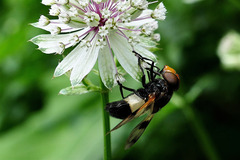 Volucella pellucens