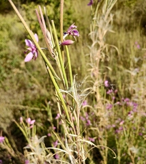 Chamaenerion dodonaei