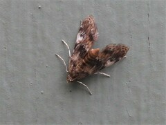 Elophila obliteralis