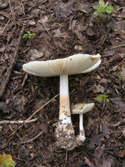 Amanita pubescens