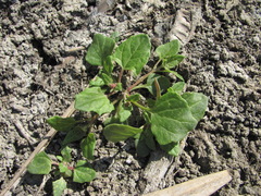 Oxybasis chenopodioides