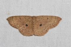 Cyclophora