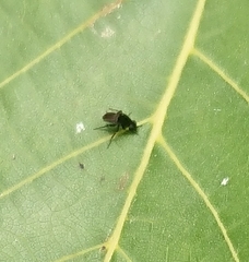 Phoridae