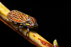 Aetalion reticulatum