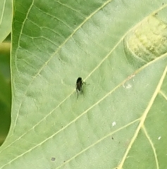 Phoridae