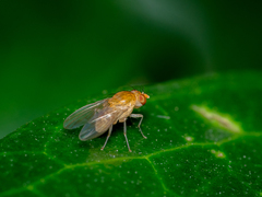 Neogriphoneura sordida