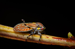 Aetalion reticulatum