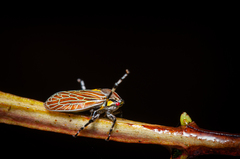 Aetalion reticulatum