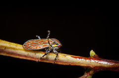 Aetalion reticulatum