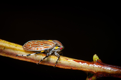 Aetalion reticulatum