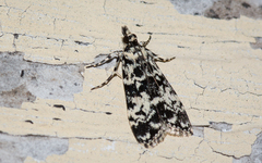 Scoparia exhibitalis