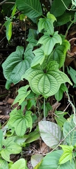 Dioscorea sansibarensis