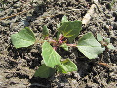 Oxybasis chenopodioides