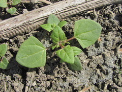 Oxybasis chenopodioides