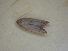 Tachystola acroxantha