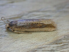 Eucosma cana