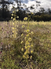 Drosera stricticaulis