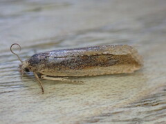Eucosma cana