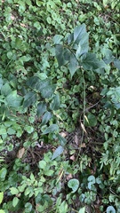 Vincetoxicum hirundinaria