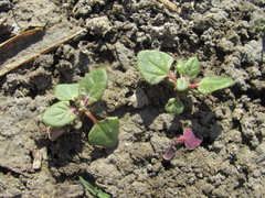 Oxybasis chenopodioides