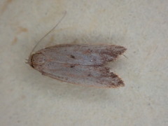 Tachystola acroxantha